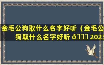 金毛公狗取什么名字好听（金毛公狗取什么名字好听 🐅 2023年）